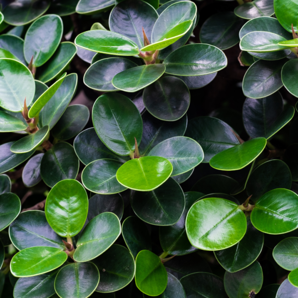 Peperomia Obtusifolia Baby Rubber Plant Houseplant in 4-inch Nursery Pot