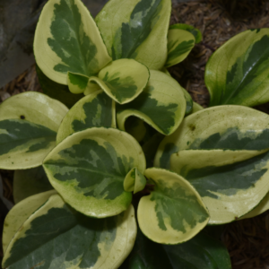 Varigated Peperomia Obtusifolia Baby Rubber Plant Houseplant in 4-inch Nursery Pot