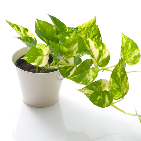 Golden Pothos Houseplant in 3-inch Nursery Pot