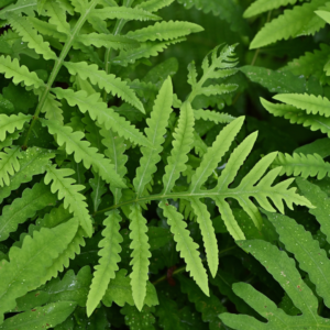 Fresh Cut Sensitive Fern for Cut Flower Bouquet