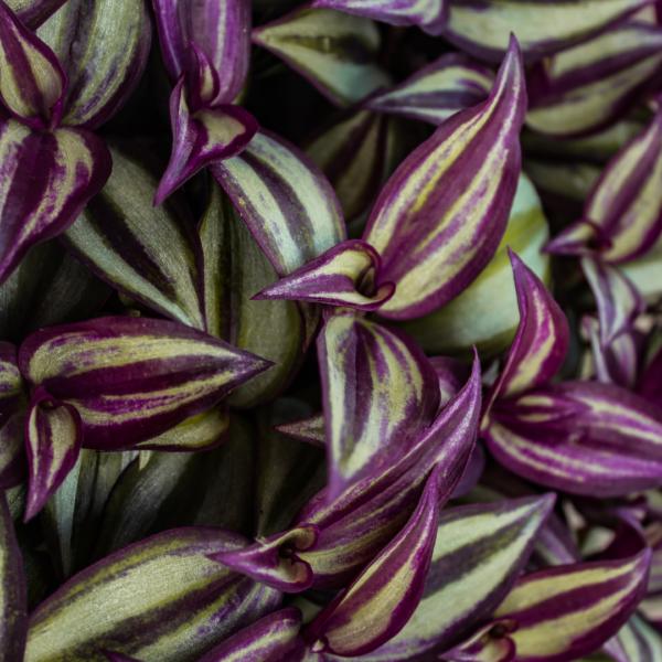 Purple Heart Wandering Dude Tradescantia Pallida Houseplant in 4-inch Nursery Pot